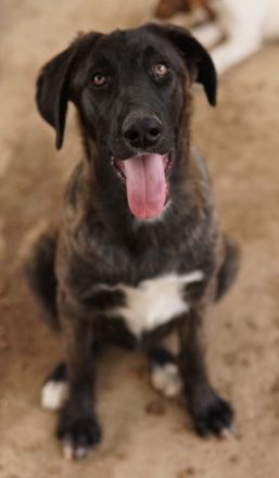 Niabi, geb. ca. 05/2023, lebt in GRIECHENLAND, auf einer privaten Pflegestelle