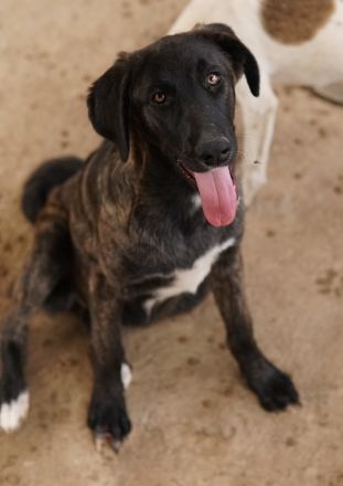 Niabi, geb. ca. 05/2023, lebt in GRIECHENLAND, auf einer privaten Pflegestelle