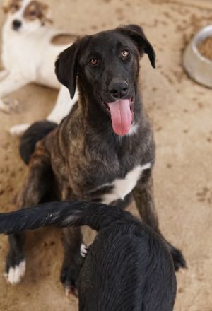 Niabi, geb. ca. 05/2023, lebt in GRIECHENLAND, auf einer privaten Pflegestelle