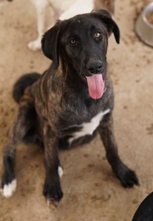 Niabi, geb. ca. 05/2023, lebt in GRIECHENLAND, auf einer privaten Pflegestelle