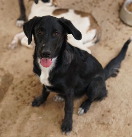 Panthera, geb. ca. 05/2023, lebt in GRIECHENLAND, auf einer privaten Pflegestelle