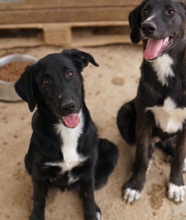 Panthera, geb. ca. 05/2023, lebt in GRIECHENLAND, auf einer privaten Pflegestelle