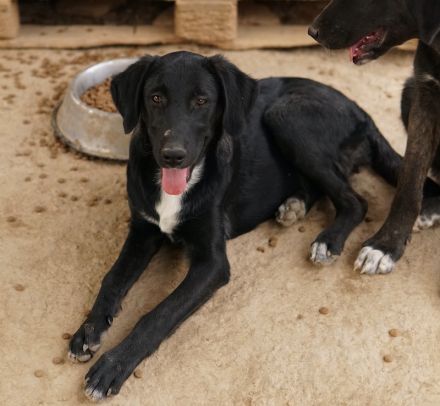 Panthera, geb. ca. 05/2023, lebt in GRIECHENLAND, auf einer privaten Pflegestelle