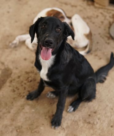 Panthera, geb. ca. 05/2023, lebt in GRIECHENLAND, auf einer privaten Pflegestelle