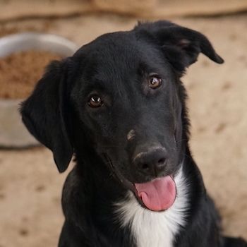 Panthera, geb. ca. 05/2023, lebt in GRIECHENLAND, auf einer privaten Pflegestelle