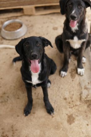 Panthera, geb. ca. 05/2023, lebt in GRIECHENLAND, auf einer privaten Pflegestelle