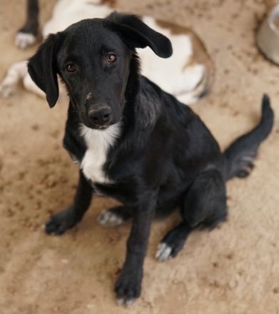 Panthera, geb. ca. 05/2023, lebt in GRIECHENLAND, auf einer privaten Pflegestelle