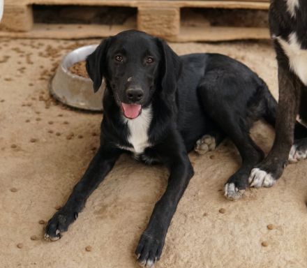 Panthera, geb. ca. 05/2023, lebt in GRIECHENLAND, auf einer privaten Pflegestelle