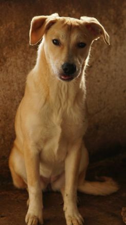 Phoenix, geb. ca. 07/2023, lebt in GRIECHENLAND, auf einer privaten Pflegestelle