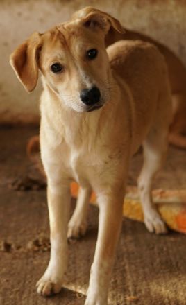 Phoenix, geb. ca. 07/2023, lebt in GRIECHENLAND, auf einer privaten Pflegestelle