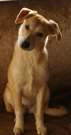 Phoenix, geb. ca. 07/2023, lebt in GRIECHENLAND, auf einer privaten Pflegestelle