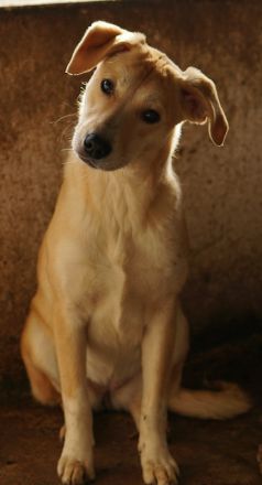 Phoenix, geb. ca. 07/2023, lebt in GRIECHENLAND, auf einer privaten Pflegestelle