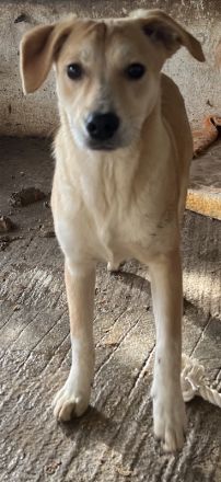 Phoenix, geb. ca. 07/2023, lebt in GRIECHENLAND, auf einer privaten Pflegestelle