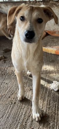 Phoenix, geb. ca. 07/2023, lebt in GRIECHENLAND, auf einer privaten Pflegestelle