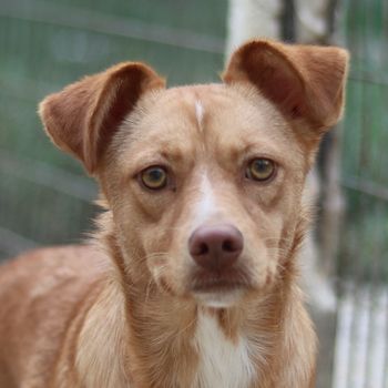 Rosalie, geb. ca. 12/2022, lebt in GRIECHENLAND, auf einer privaten Pflegestelle