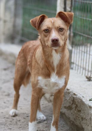 Rosalie, geb. ca. 12/2022, lebt in GRIECHENLAND, auf einer privaten Pflegestelle