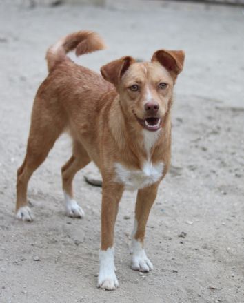 Rosalie, geb. ca. 12/2022, lebt in GRIECHENLAND, auf einer privaten Pflegestelle