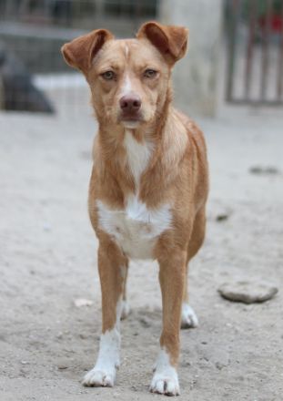 Rosalie, geb. ca. 12/2022, lebt in GRIECHENLAND, auf einer privaten Pflegestelle