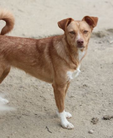 Rosalie, geb. ca. 12/2022, lebt in GRIECHENLAND, auf einer privaten Pflegestelle