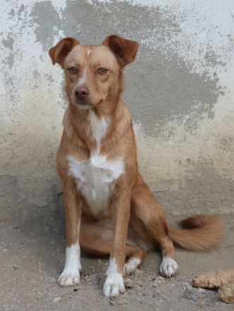 Rosalie, geb. ca. 12/2022, lebt in GRIECHENLAND, auf einer privaten Pflegestelle