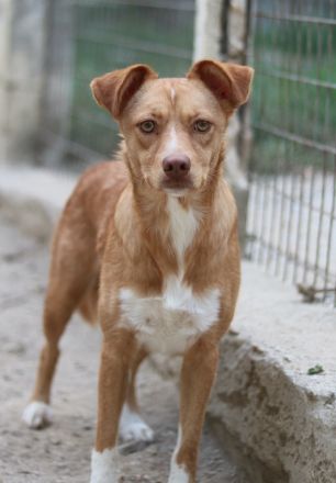 Rosalie, geb. ca. 12/2022, lebt in GRIECHENLAND, auf einer privaten Pflegestelle