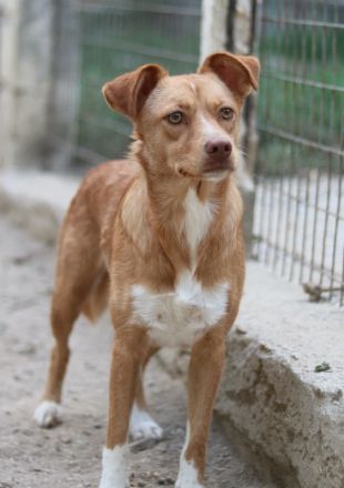 Rosalie, geb. ca. 12/2022, lebt in GRIECHENLAND, auf einer privaten Pflegestelle