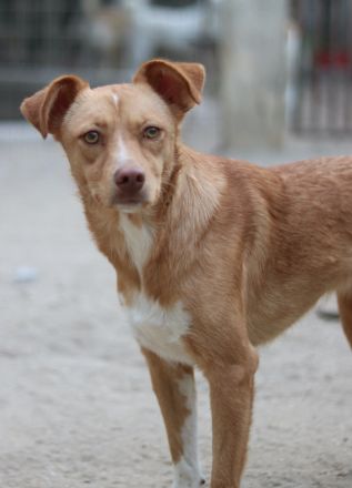 Rosalie, geb. ca. 12/2022, lebt in GRIECHENLAND, auf einer privaten Pflegestelle