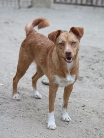 Rosalie, geb. ca. 12/2022, lebt in GRIECHENLAND, auf einer privaten Pflegestelle