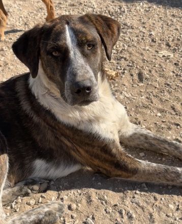 Saria, geb. ca. 07/2023, lebt in GRIECHENLAND, auf einer privaten Pflegestelle