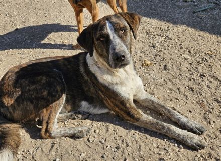 Saria, geb. ca. 07/2023, lebt in GRIECHENLAND, auf einer privaten Pflegestelle