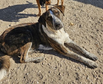 Saria, geb. ca. 07/2023, lebt in GRIECHENLAND, auf einer privaten Pflegestelle