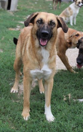 Stübi, geb. ca. 05/2023, lebt in GRIECHENLAND, im städt. Tierheim Serres