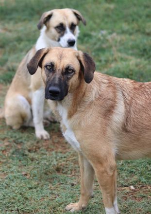 Stübi, geb. ca. 05/2023, lebt in GRIECHENLAND, im städt. Tierheim Serres