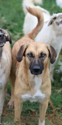 Stübi, geb. ca. 05/2023, lebt in GRIECHENLAND, im städt. Tierheim Serres