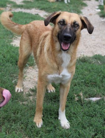 Stübi, geb. ca. 05/2023, lebt in GRIECHENLAND, im städt. Tierheim Serres