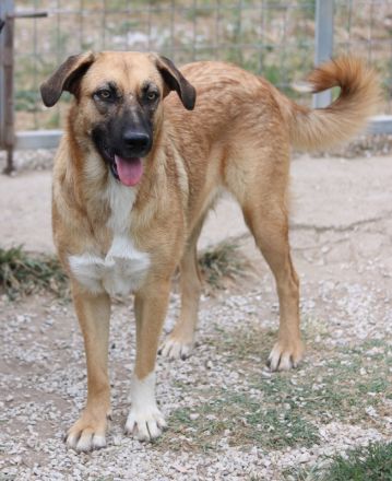 Stübi, geb. ca. 05/2023, lebt in GRIECHENLAND, im städt. Tierheim Serres