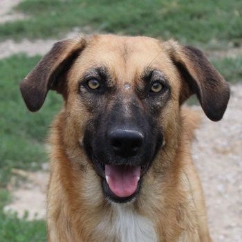 Stübi, geb. ca. 05/2023, lebt in GRIECHENLAND, im städt. Tierheim Serres