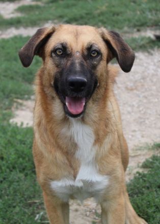 Stübi, geb. ca. 05/2023, lebt in GRIECHENLAND, im städt. Tierheim Serres