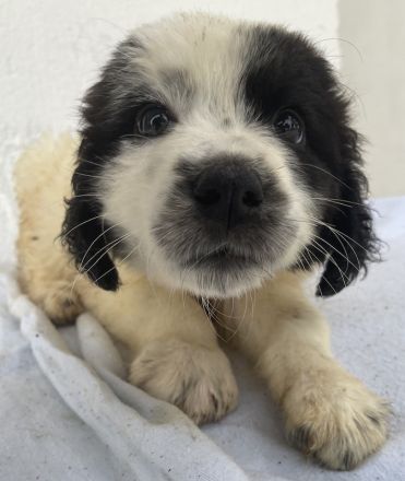 Yuni, geb. ca. 03/2023, lebt in GRIECHENLAND, im städt. Tierheim Serres