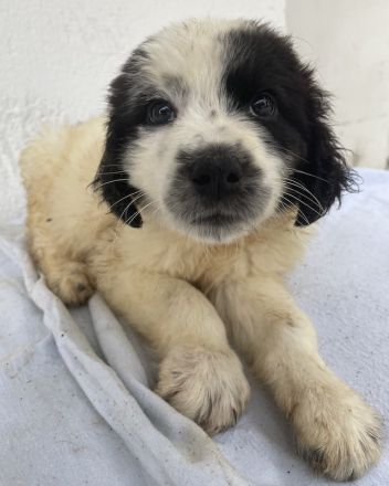 Yuni, geb. ca. 03/2023, lebt in GRIECHENLAND, im städt. Tierheim Serres