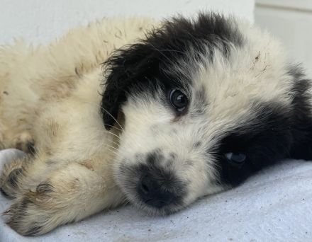 Yuni, geb. ca. 03/2023, lebt in GRIECHENLAND, im städt. Tierheim Serres