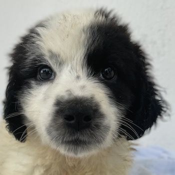 Yuni, geb. ca. 03/2023, lebt in GRIECHENLAND, im städt. Tierheim Serres