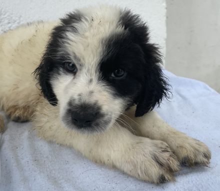 Yuni, geb. ca. 03/2023, lebt in GRIECHENLAND, im städt. Tierheim Serres