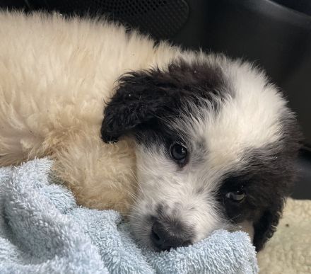 Yuni, geb. ca. 03/2023, lebt in GRIECHENLAND, im städt. Tierheim Serres