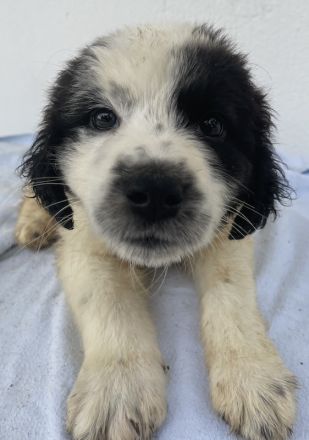 Yuni, geb. ca. 03/2023, lebt in GRIECHENLAND, im städt. Tierheim Serres