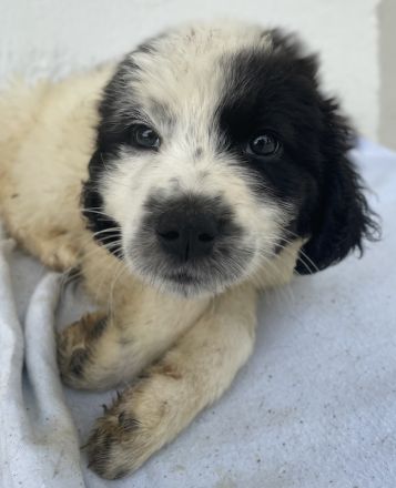 Yuni, geb. ca. 03/2023, lebt in GRIECHENLAND, im städt. Tierheim Serres