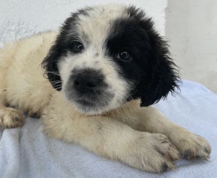 Yuni, geb. ca. 03/2023, lebt in GRIECHENLAND, im städt. Tierheim Serres