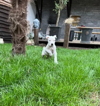 Dogo Argentino Welpen