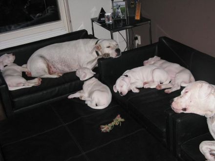 Dogo Argentino Welpen