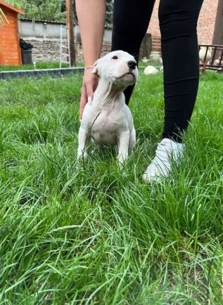 Dogo Argentino Welpen